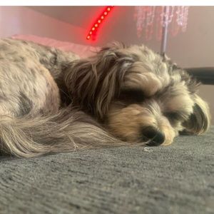 Meet your Posher, Jake